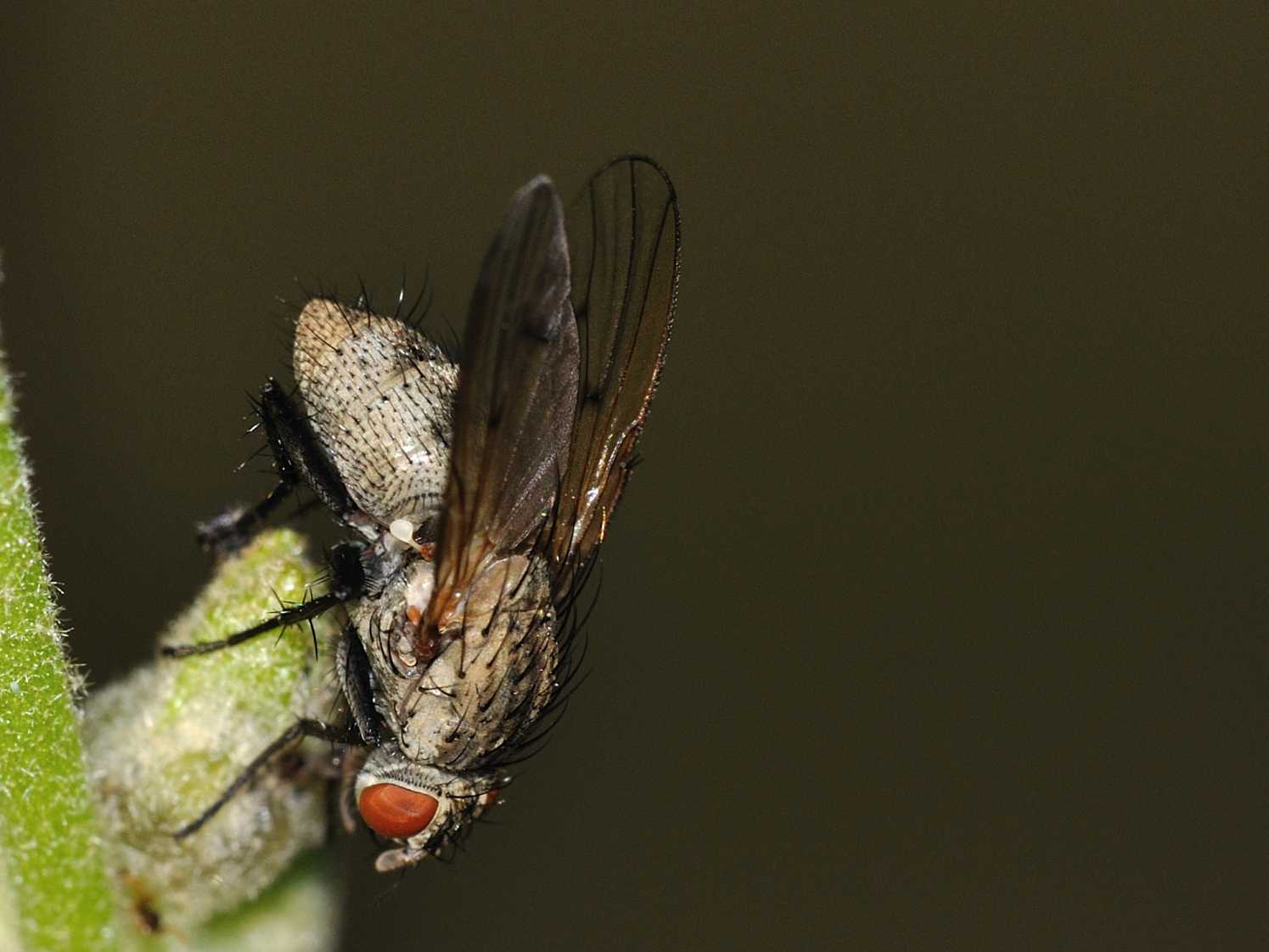 Muscidae - Coenosia sp. ?